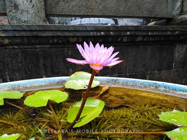 A Water lily flower